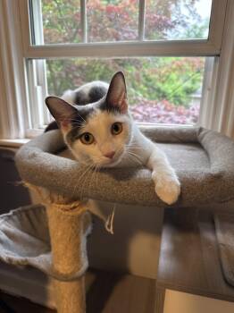 Penelope -  Domestic Short Hair Cat Available for Adoption in Newtown Square, Pennsylvania - Penelope | PetCurious