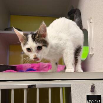 Domestic Short Hair Cats Available for Adoption - Dylan | PetCurious