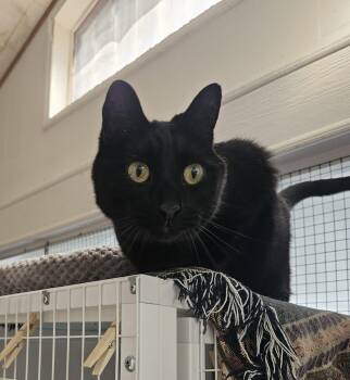 Domestic Short Hair Cats Available for Adoption in Melbourne, Florida - Harley  | PetCurious