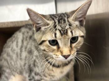 Tim McPaw -  Domestic Short Hair and Tabby Cat for Adoption in Powell, Ohio - Tim McPaw | PetCurious