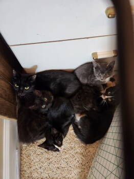 Rescue Domestic Short Hair Cats for Adoption in Virginia Beach, Virginia - Mama P | PetCurious