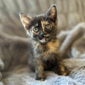 Lizzie -  Domestic Short Hair Cat for Adoption in Sunnyvale, California - Lizzie | PetCurious