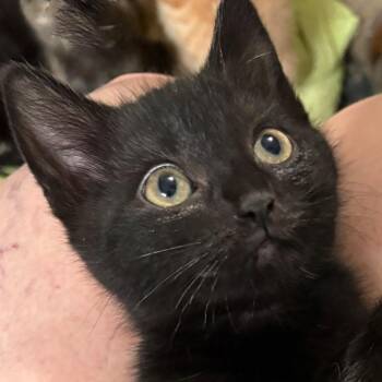 Vincent Greenwood  (Flower kitten) -  Domestic Medium Hair Cat for Adoption in Merrifield, Virginia - Vincent Greenwood  (Flower Kitten) | PetCurious