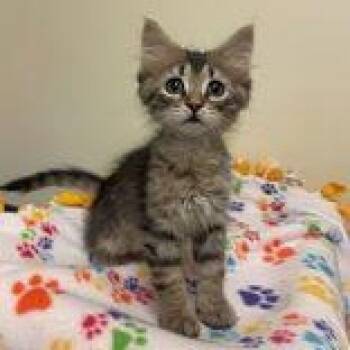 Soyrizo -  Domestic Medium Hair Cat for Adoption in Rochester, Minnesota - Soyrizo | PetCurious