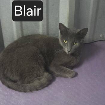 Blair -  Domestic Short Hair Cat for Adoption in Snow Hill, North Carolina - Blair | PetCurious