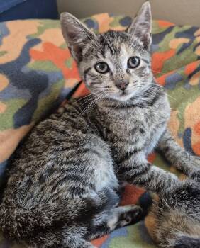 CHUCKLES -  Domestic Short Hair Cat for Adoption in Highland Park, New Jersey - CHUCKLES | PetCurious