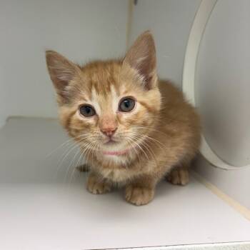 Mantra -  Domestic Short Hair Cat for Adoption in Clavet, Saskatchewan - Mantra | PetCurious