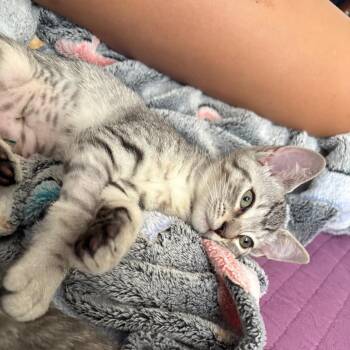 Tiki Torch -  Domestic Short Hair Cat for Adoption in Costa Mesa, California - Tiki Torch | PetCurious