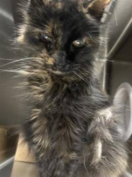 Rescue Domestic Medium Hair and Domestic Short Hair Cats for Adoption in West Chester, Pennsylvania - Diva | PetCurious