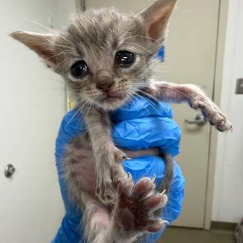 Lizzie -  Domestic Short Hair Cat for Adoption in Harrisonburg, Virginia - Lizzie | PetCurious