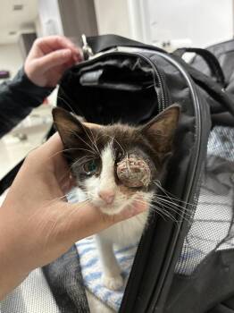 Popeye -  Domestic Short Hair Cat for Adoption in Marietta, Georgia - Popeye | PetCurious