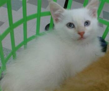SNOWBALL -  Domestic Short Hair Cat for Adoption in Oklahoma City, Oklahoma - SNOWBALL | PetCurious