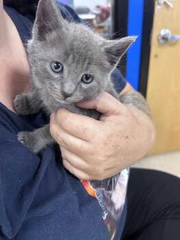 Seashell -  Domestic Short Hair and Russian Blue Cat Available for Adoption in Greensboro, North Carolina - Seashell | PetCurious