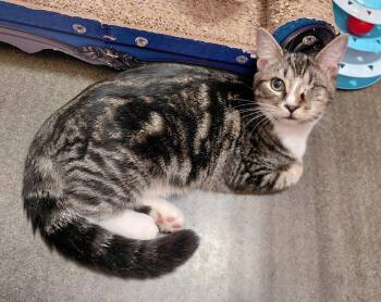 River -  American Shorthair Cat for Adoption in Marvin, North Carolina - River | PetCurious