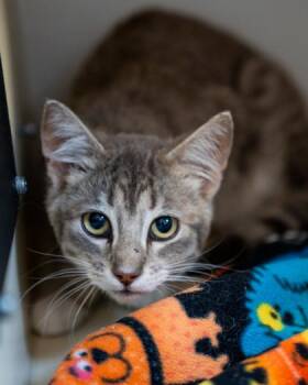 Stellen -  Domestic Short Hair Cat for Adoption in Pequot Lakes, Minnesota - Stellen | PetCurious