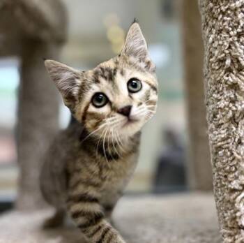 Kora -  Domestic Short Hair Cat for Adoption in Sioux City, Iowa - Kora | PetCurious