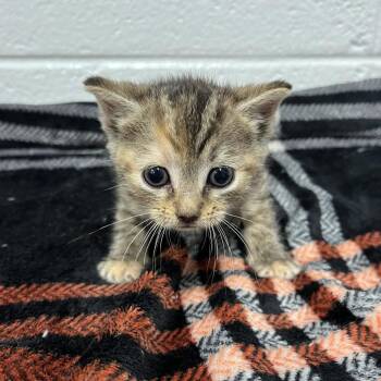 Peaches -  Domestic Short Hair Cat for Adoption in Spruce Pine, North Carolina - Peaches | PetCurious