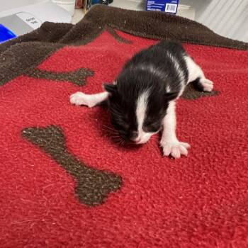 Domestic Short Hair Cats Available for Adoption in St. Louis, Missouri - J