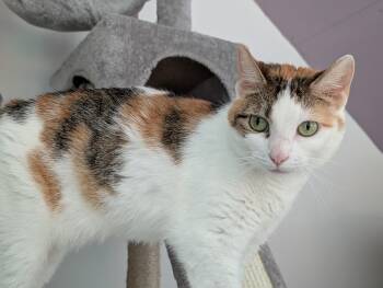Heather -  Calico Cat for Adoption in Cedars, Pennsylvania - Heather | PetCurious