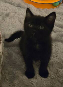 Teletubbies:  Dipsy -  Domestic Short Hair Cat for Adoption - Teletubbies:  Dipsy | PetCurious