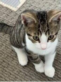 Gazpacho -  Domestic Short Hair Cat for Adoption in Mission Viejo, California - Gazpacho | PetCurious