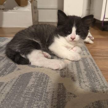 Domestic Short Hair Cats Available for Adoption in Rochester Hills, Michigan - Michael | PetCurious