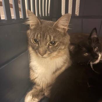 Saturn -  Domestic Long Hair Cat for Adoption in South Burlington, Vermont - Saturn | PetCurious