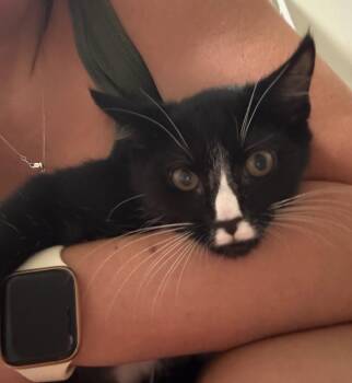 Rescue Domestic Short Hair Cats for Adoption in Lansdowne, Pennsylvania - Mia | PetCurious