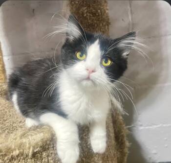 Iris -  Domestic Short Hair Cat for Adoption in Benson, Minnesota - Iris | PetCurious