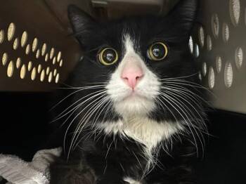 Domestic Medium Hair Cats Available for Adoption in Boston, Massachusetts - SQUIBLY | PetCurious