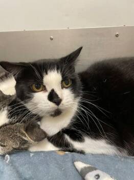 Queenie -  Domestic Short Hair Cat for Adoption in Hayward, Wisconsin - Queenie | PetCurious