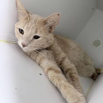 Peaches-6331 -  Domestic Short Hair Cat for Adoption in Tyler, Texas - Peaches-6331 | PetCurious