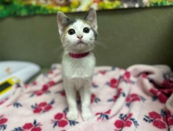 Domestic Short Hair Cats Available for Adoption in Moreno Valley, California - CINNAMON | PetCurious