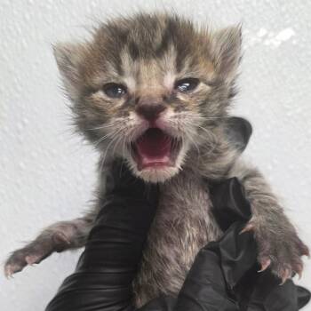 Domestic Short Hair Cats Available for Adoption in Abilene, Texas - Whiskey | PetCurious
