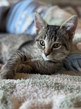 Rescue Domestic Short Hair Cats for Adoption in Anderson, Indiana - Moira | PetCurious