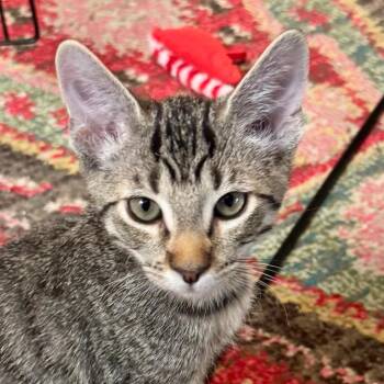 Smokey - City of Industry Location -  Domestic Short Hair Cat for Adoption in Chino Hills, California - Smokey - City Of Industry Location | PetCurious