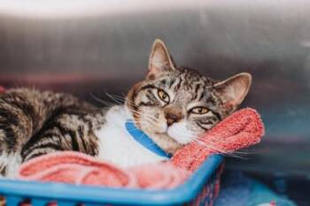 Domestic Short Hair Cats Available for Adoption - 90836a Reggie | PetCurious