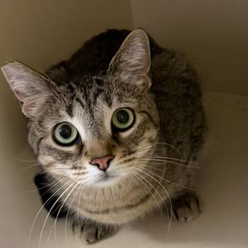 Eos -  Domestic Short Hair Cat for Adoption in Las Vegas, Nevada - Eos | PetCurious