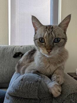 Pebbles -  Domestic Short Hair Cat for Adoption in Sherwood, Oregon - Pebbles | PetCurious