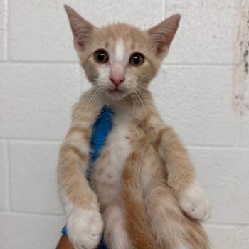 Swedish Fish -  Domestic Short Hair Cat for Adoption in Edinburg, Texas - Swedish Fish | PetCurious