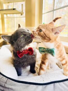 Rescue Domestic Short Hair and Maine Coon Cats for Adoption in Mooresville, North Carolina - Chicken & Lynx | PetCurious