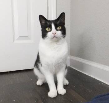 Tuxedo and Domestic Short Hair Cats Available for Adoption - Mushu | PetCurious