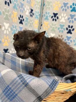 MR JENKINS -  Domestic Short Hair Cat for Adoption in Rosenberg, Texas - MR JENKINS | PetCurious