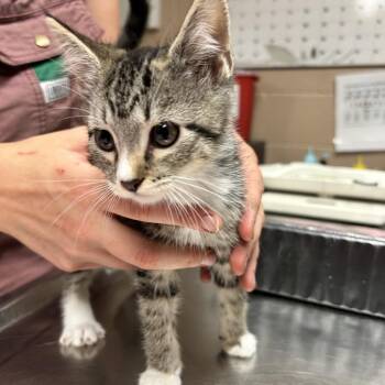 Prue -  Domestic Short Hair Cat for Adoption in Newport, North Carolina - Prue | PetCurious