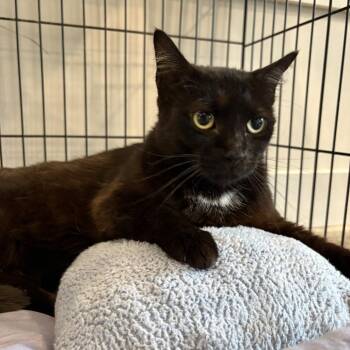 Valencia -  Domestic Short Hair Cat for Adoption in Louisville, Kentucky - Valencia | PetCurious