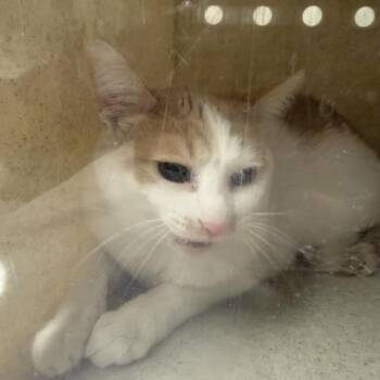 Ozzy -  Domestic Short Hair Cat for Adoption in Reno, Nevada - Ozzy | PetCurious