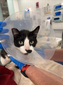 Domestic Long Hair Cats Available for Adoption - *CHARM | PetCurious