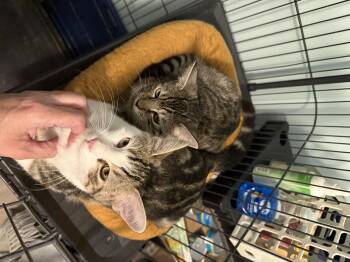 Rescue Domestic Short Hair Cats for Adoption in Philadelphia, Pennsylvania - Dean | PetCurious