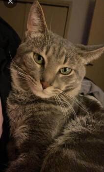 Domestic Short Hair Cats Available for Adoption in Reeseville, Wisconsin - Ash ( Bonded With Nova) | PetCurious