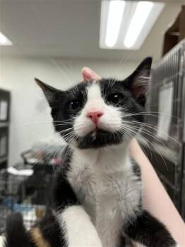 Scotch Bonnet -  Domestic Short Hair Cat for Adoption in West Chester, Pennsylvania - Scotch Bonnet | PetCurious